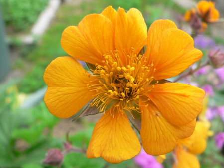 Geum x heldeichii
